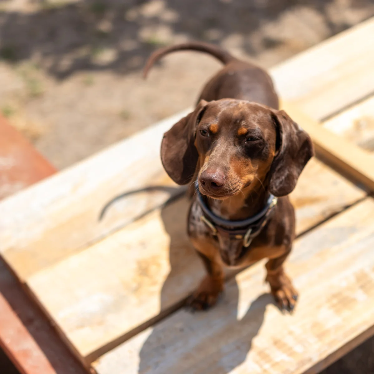 Dachshund (Teckel) de pelo curto castanho, em pé numa plataforma de madeira na Dogstel