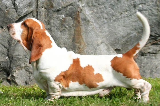 Basset Hound — exemplar da raça