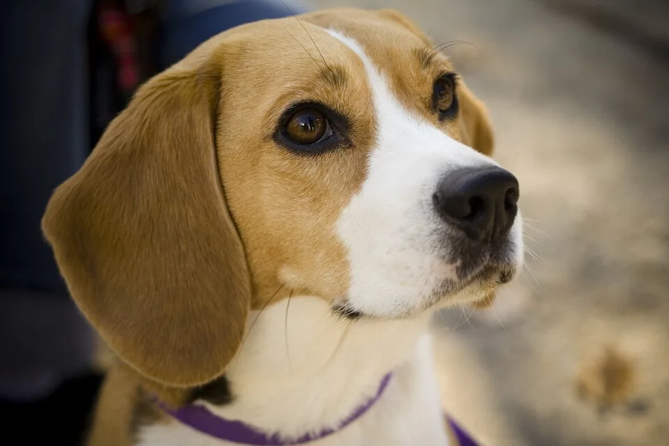 Beagle tricolor, num retrato com o focinho e as orelhas visíveis