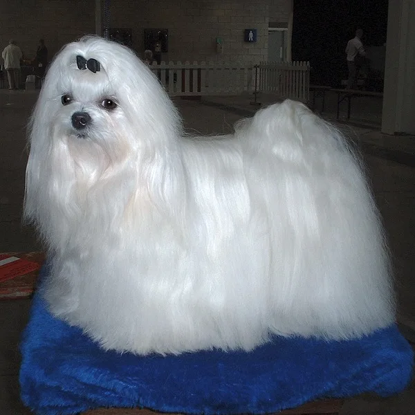 Bichon Maltês de pelagem longa e branca, visto de frente