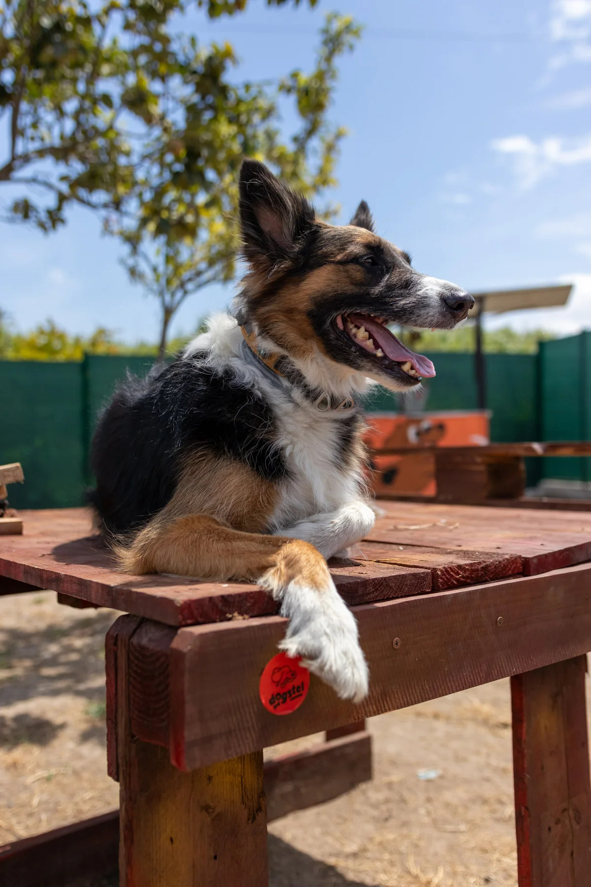 Border Collie na creche Dogstel
