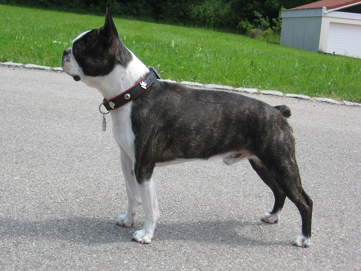 Boston Terrier — exemplar da raça
