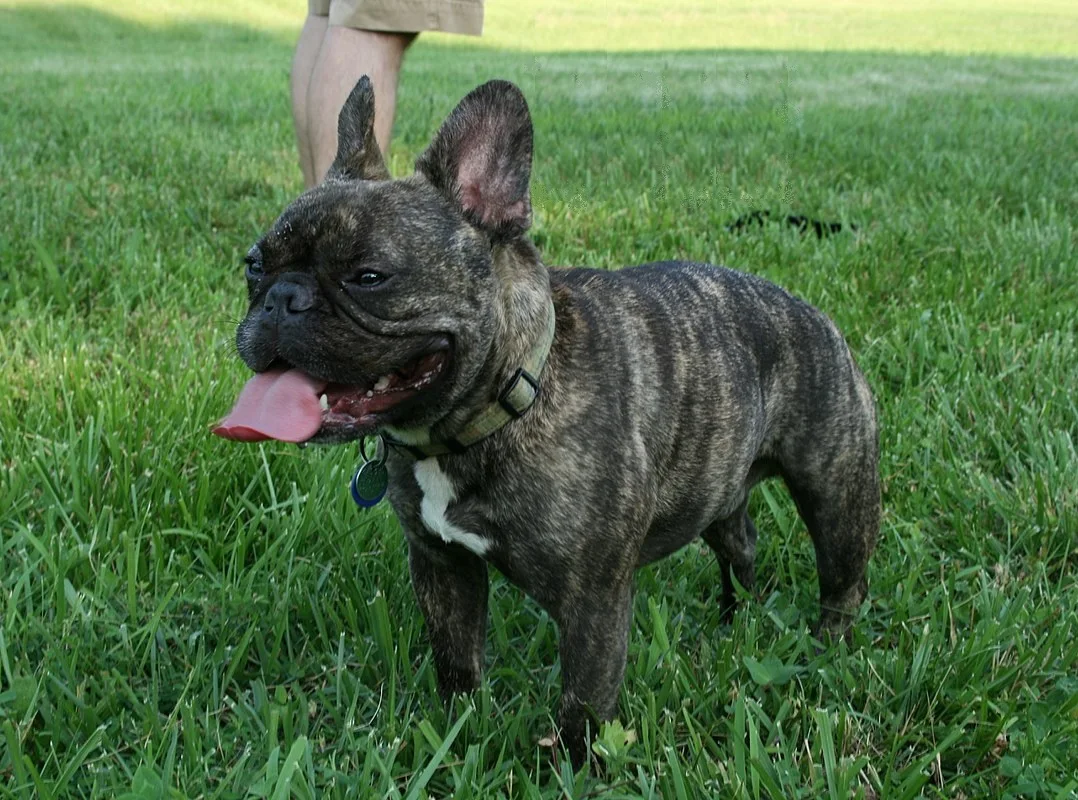 Bulldog Francês de pelagem escura tigrada, deitado na relva