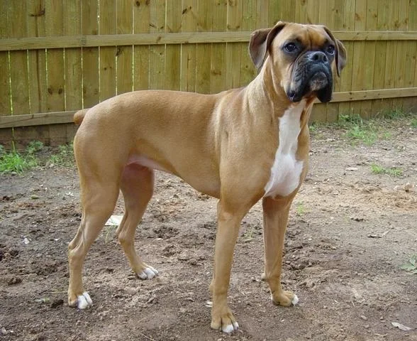 Boxer de pelagem fulva e máscara preta, ao ar livre
