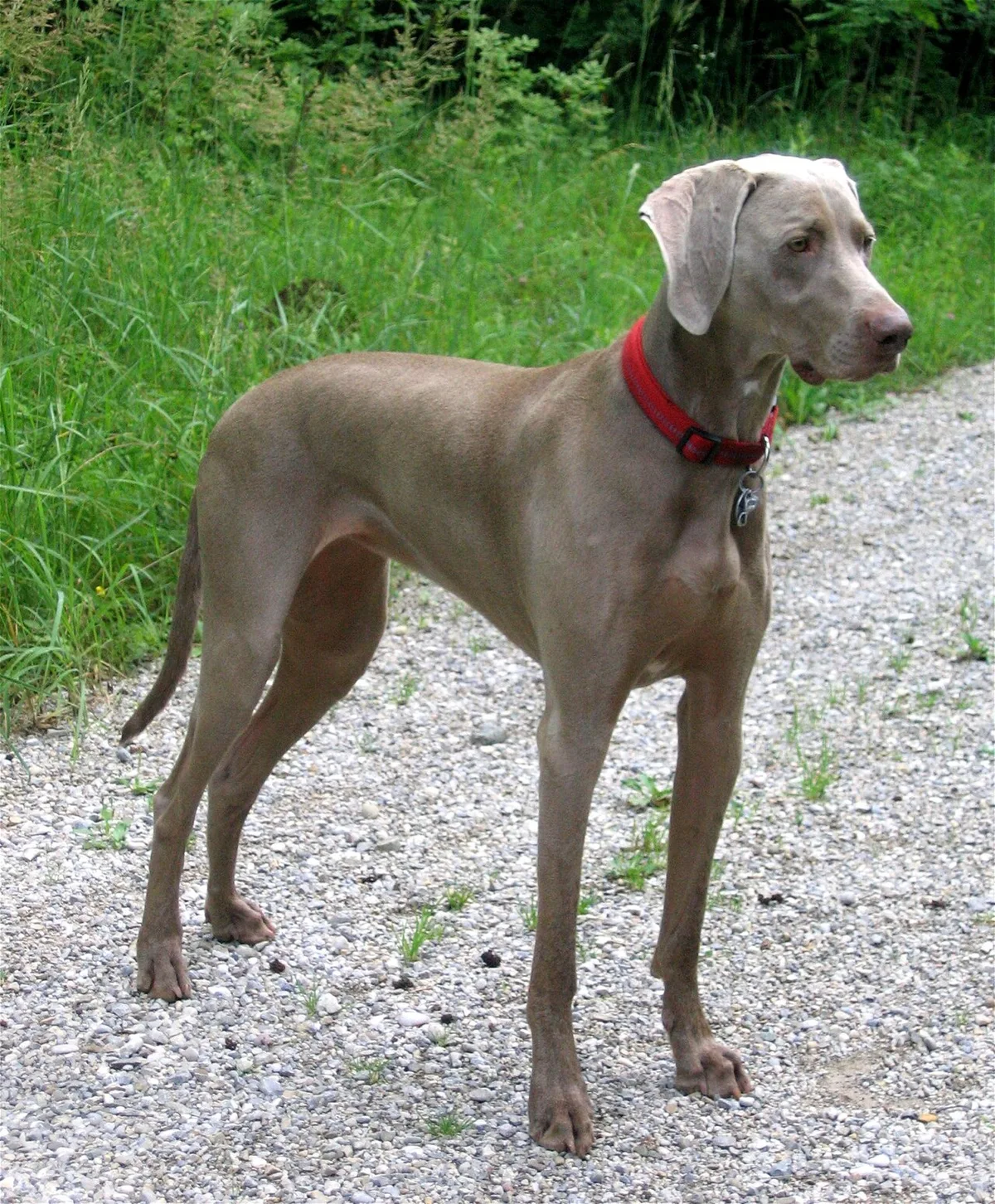 Weimaraner de pelagem cinzenta curta, em pé ao ar livre