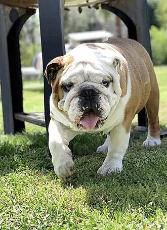 Bulldog Inglês de pelagem fulva e branca, sobre a relva