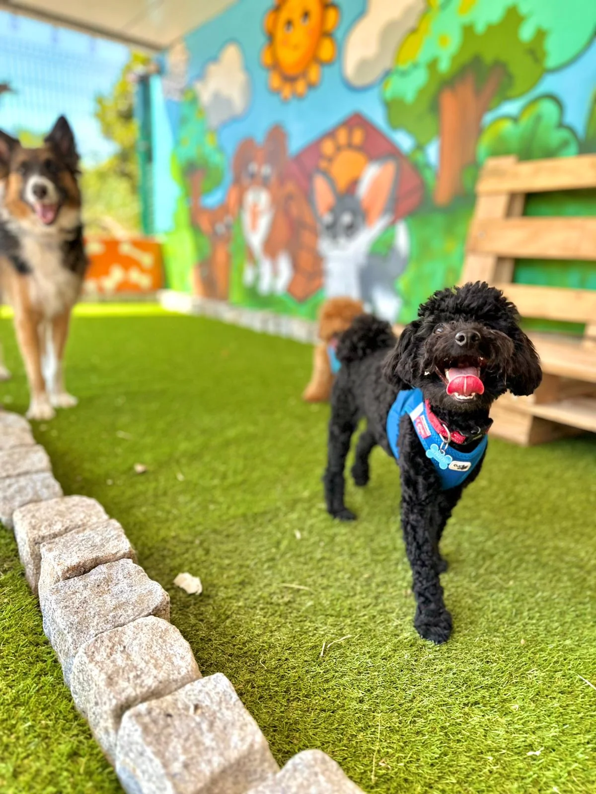 Caniche (Poodle) na creche Dogstel