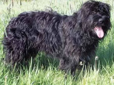 Cão da Serra de Aires de pelo comprido e escuro, ao ar livre