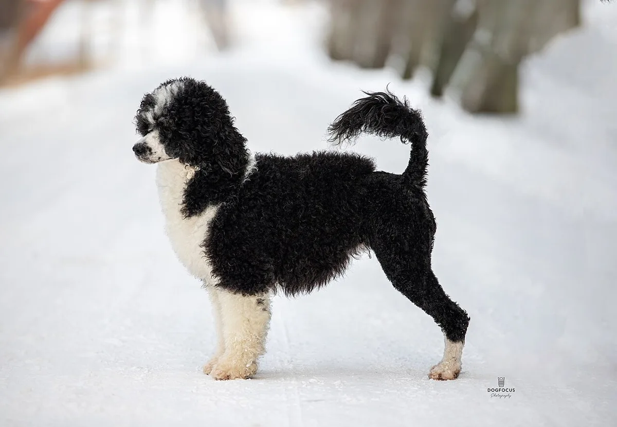 Cão de Água Português de pelagem preta e branca, em pé na neve