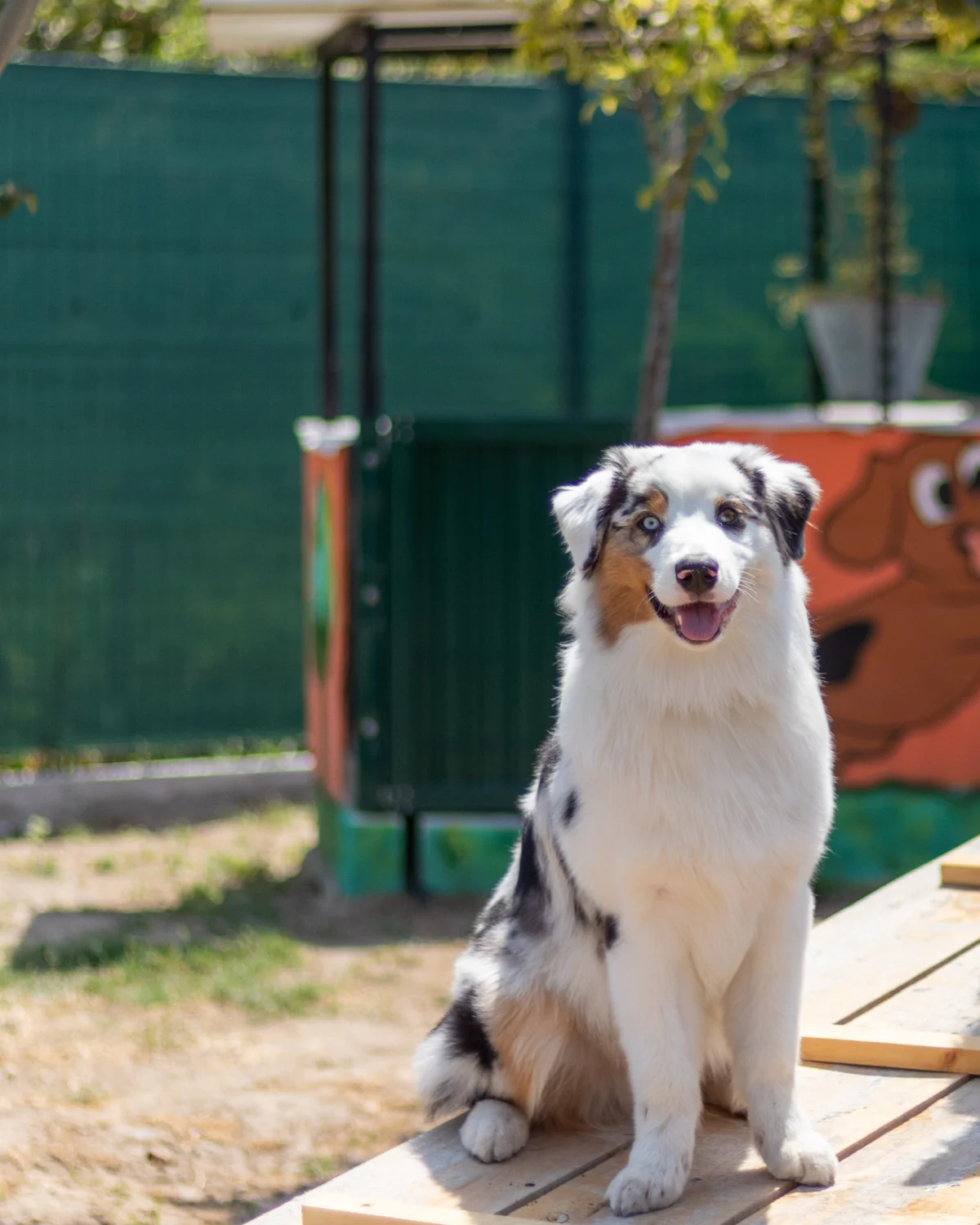 Cão de Pastor Australiano blue merle, sentado de frente numa plataforma de madeira na Dogstel
