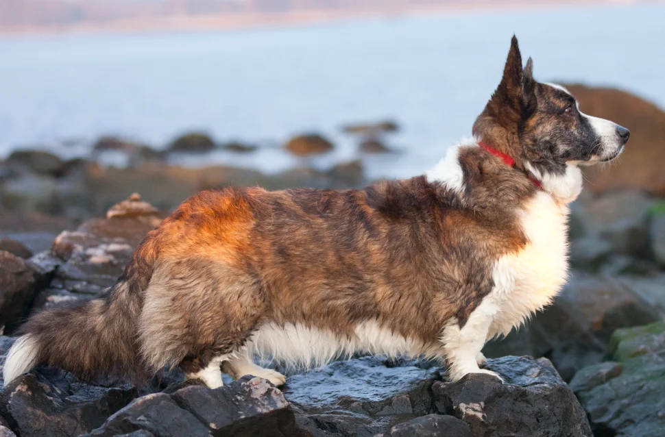 Corgi Cardigan — exemplar da raça