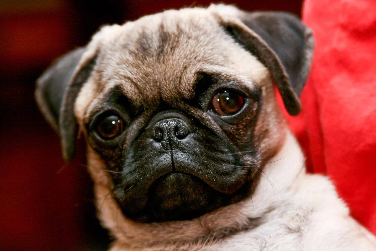 Pug de pelagem clara e máscara preta, num retrato sem trela