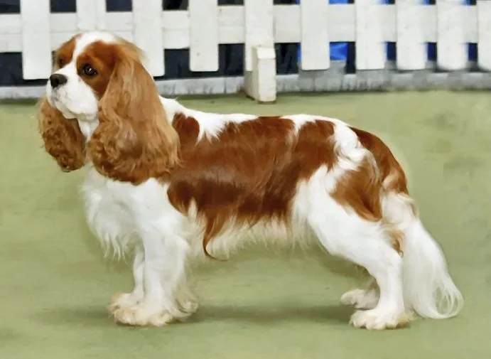 Cavalier King Charles Spaniel de pelagem branca e castanha, visto de perfil