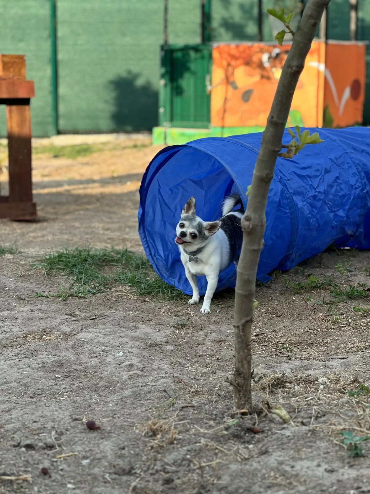 Chihuahua na creche Dogstel