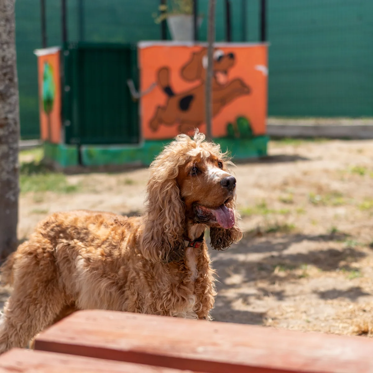 Cocker Spaniel Inglês na creche Dogstel