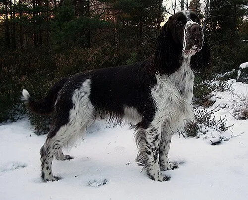Springer Spaniel Inglês preto e branco, em pé numa paisagem com neve