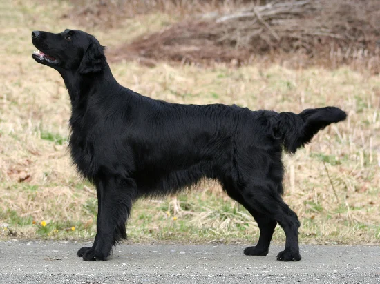 Flat-Coated Retriever — exemplar da raça