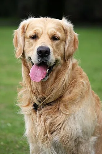 Golden Retriever dourado, sentado de frente com a boca aberta