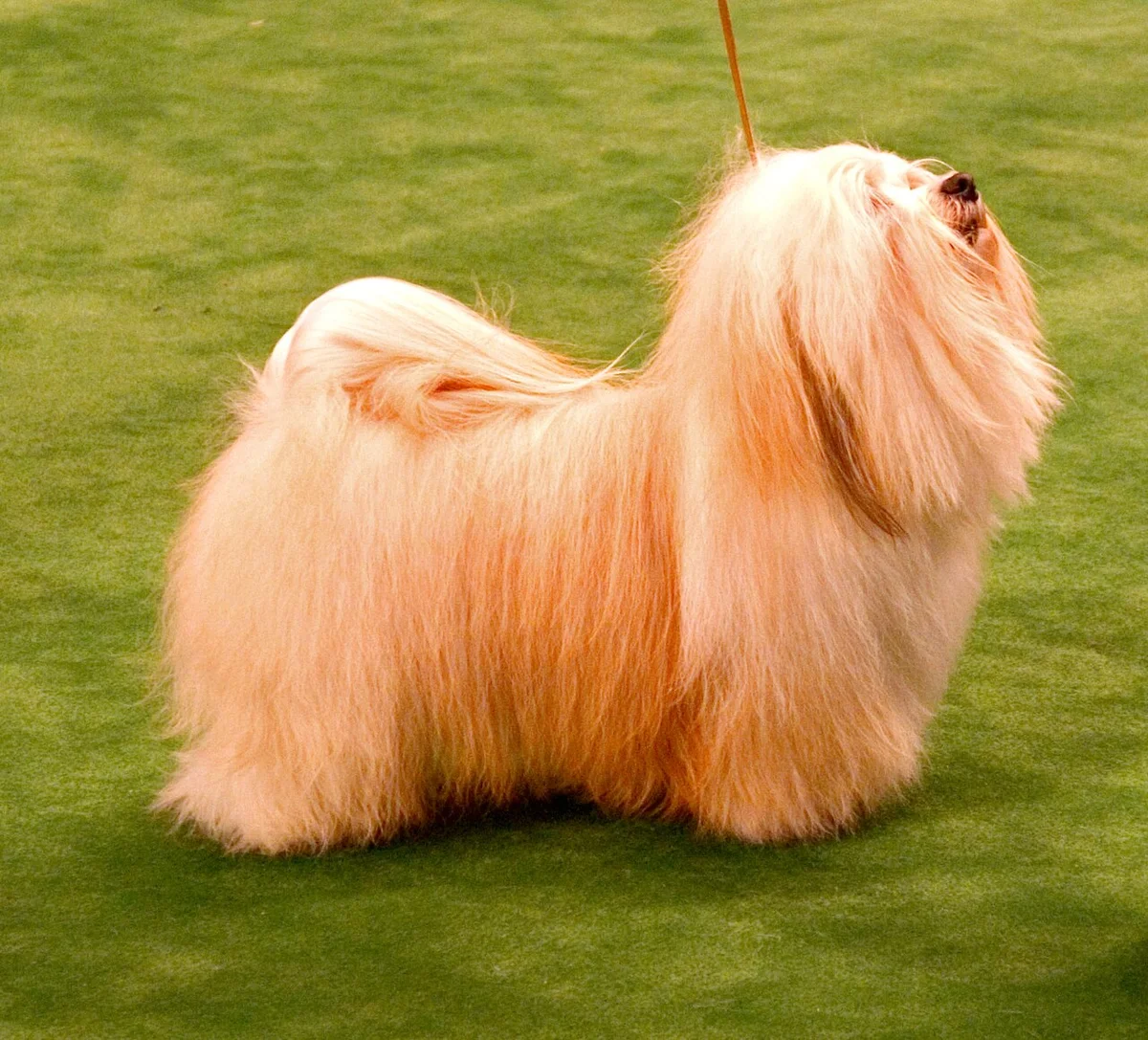 Bichon Havanês — exemplar da raça