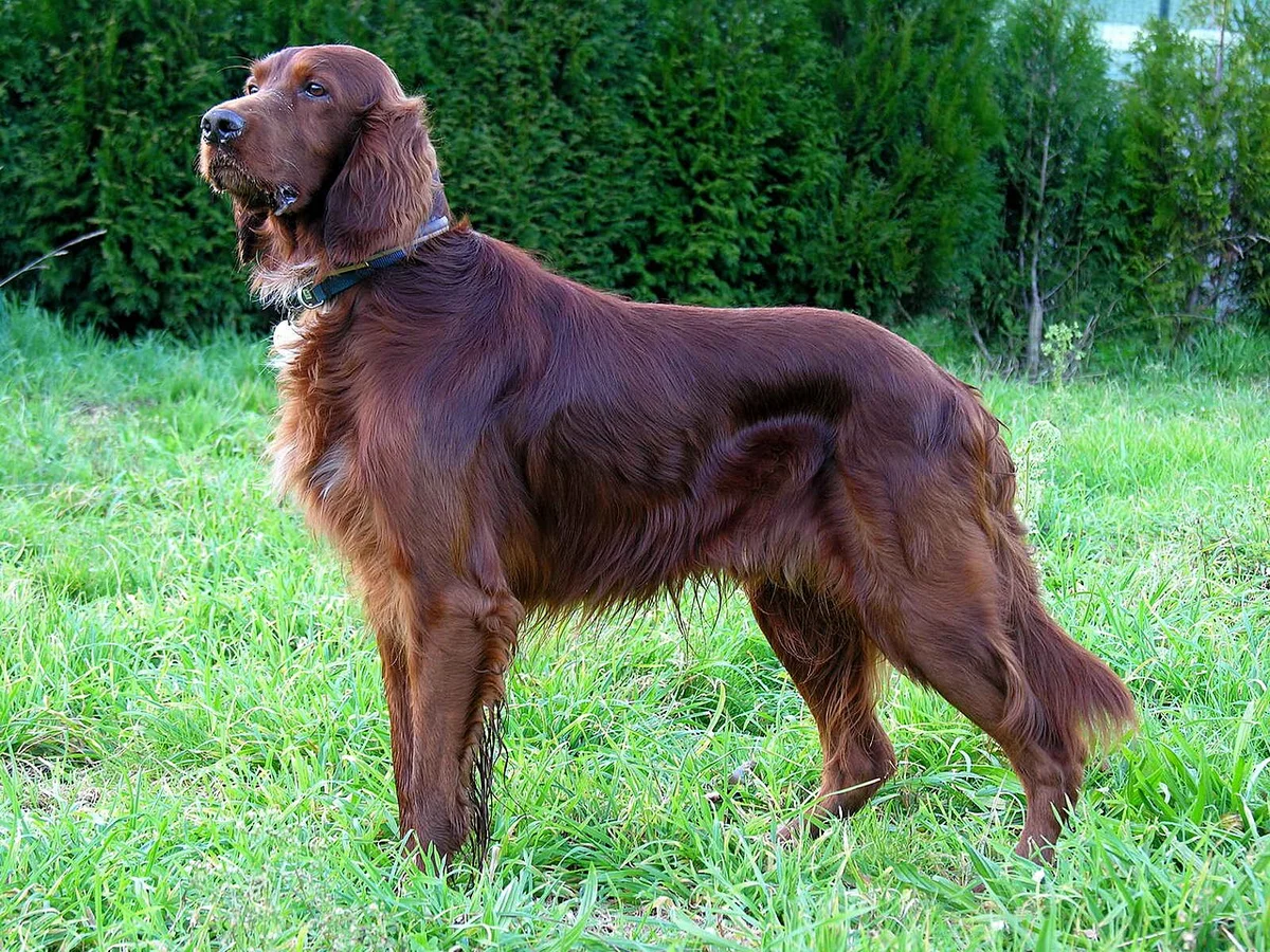 Setter Irlandês — exemplar da raça