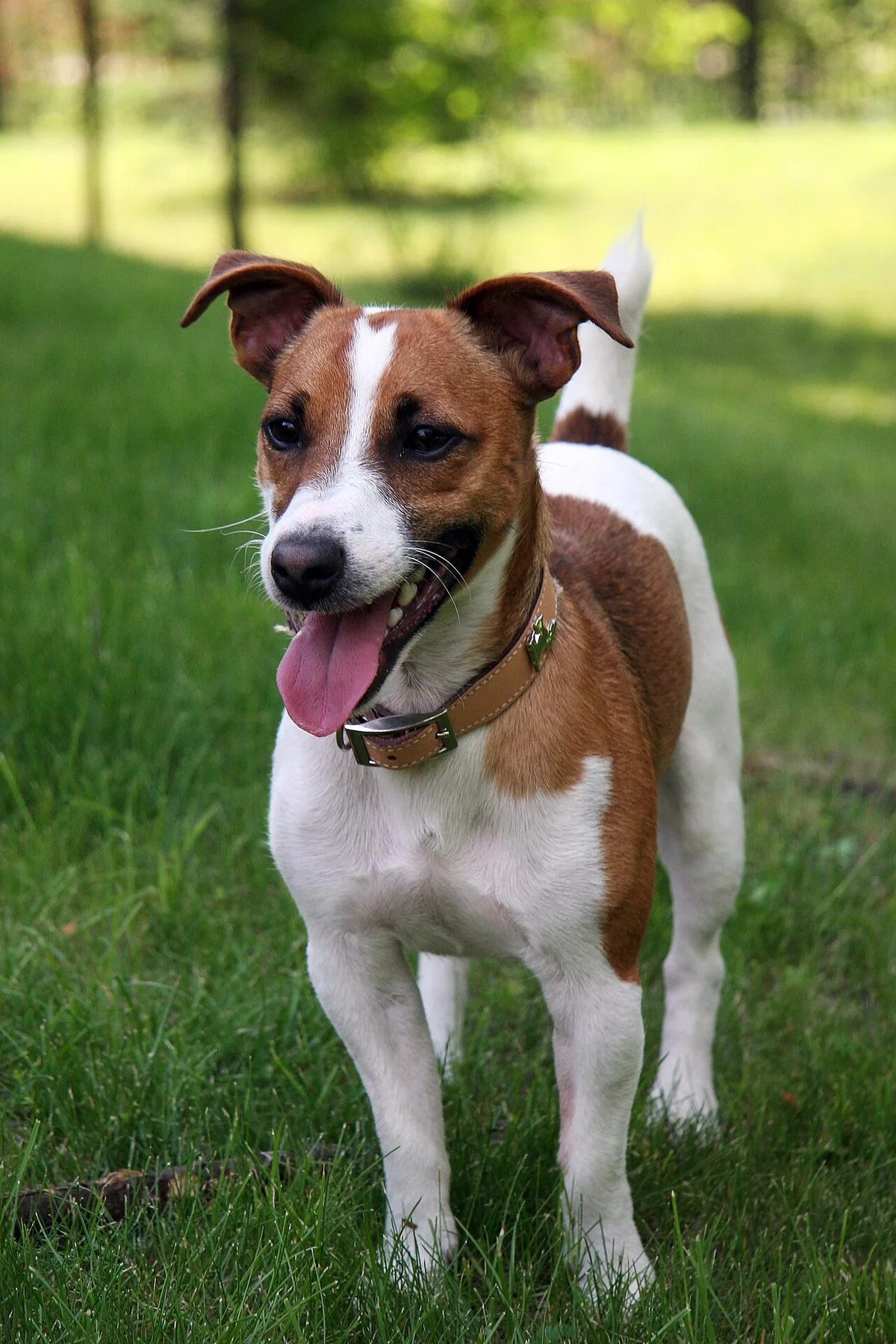 Jack Russell Terrier de pelagem branca e castanha, na relva