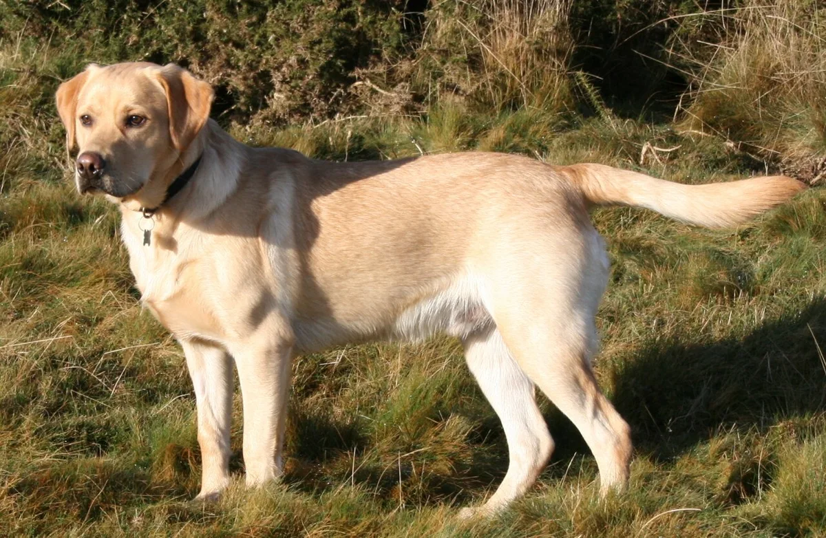 Labrador Retriever de pelagem amarela, em pé na relva
