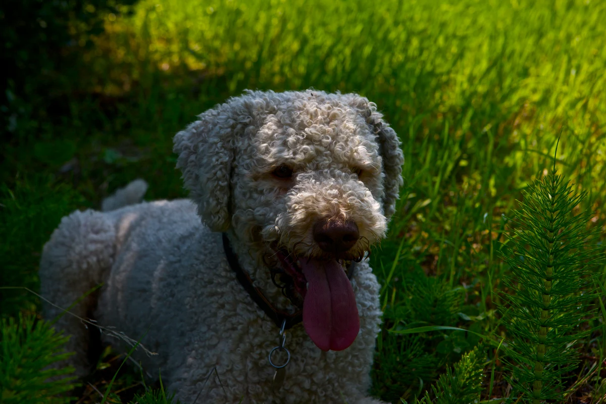 Lagotto Romagnolo de pelo encaracolado claro, com a cabeça visível, deitado na relva