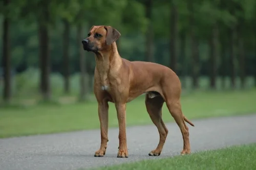 Rhodesian Ridgeback de pelagem curta avermelhada, em pé na relva