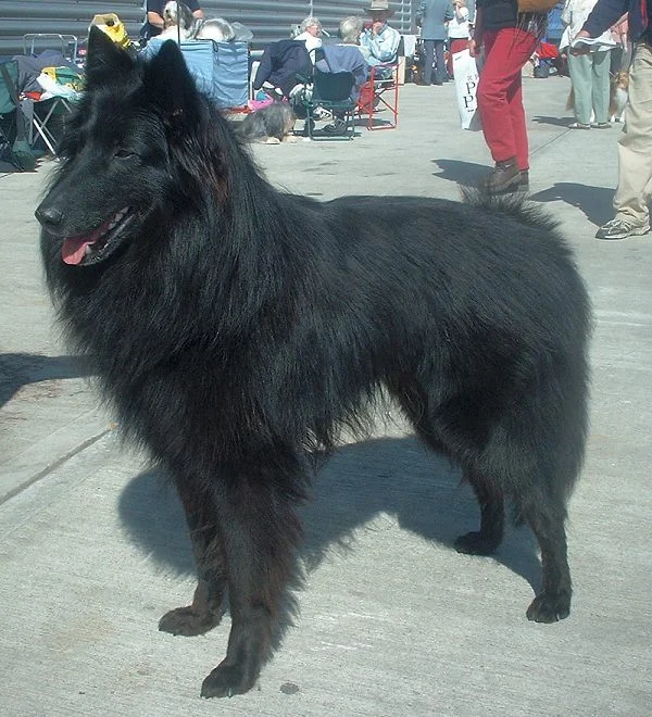 Pastor Belga Groenendael