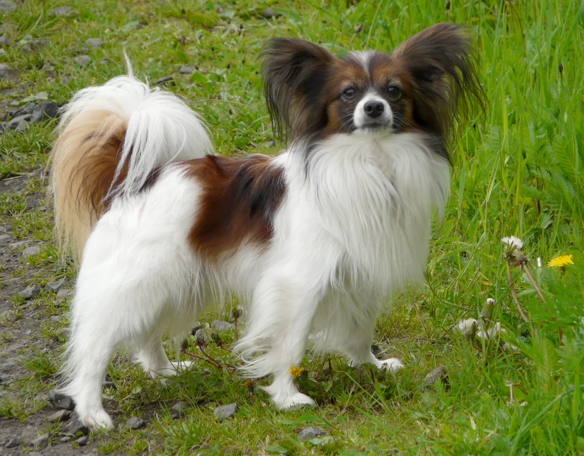 Papillon — exemplar da raça