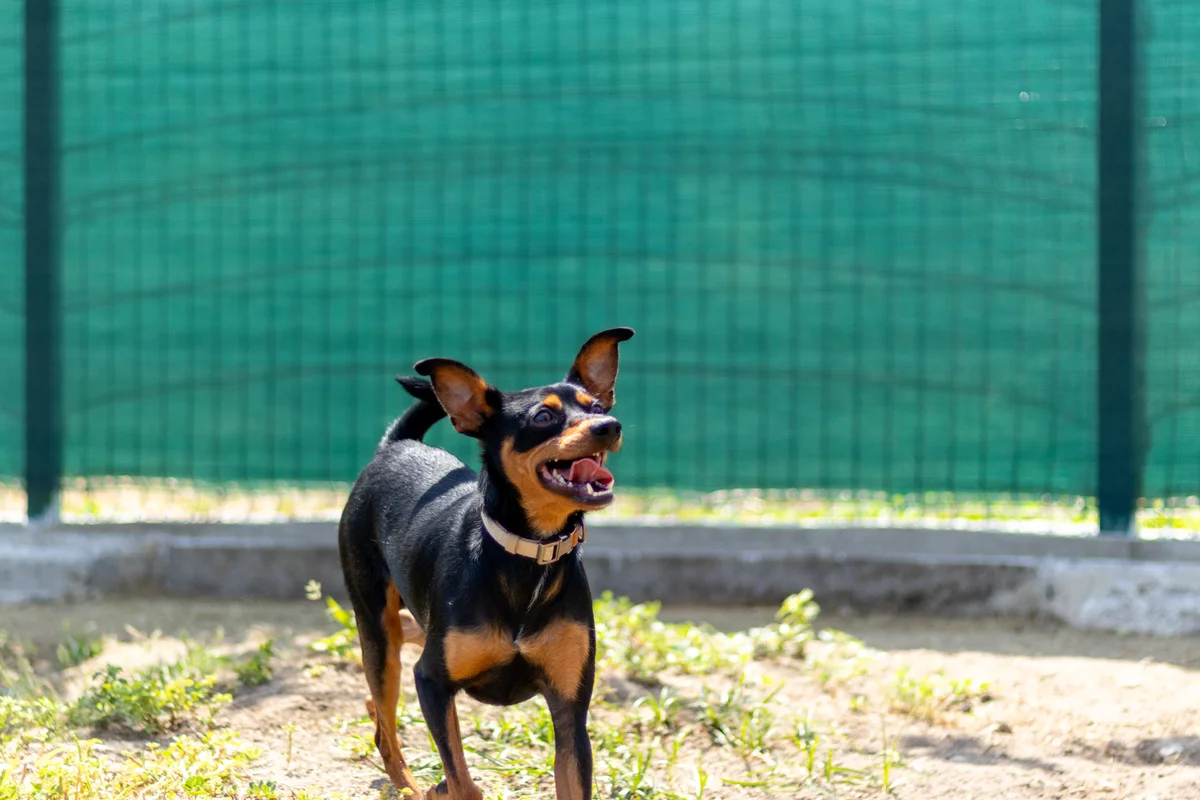 Pinscher Miniatura na creche Dogstel