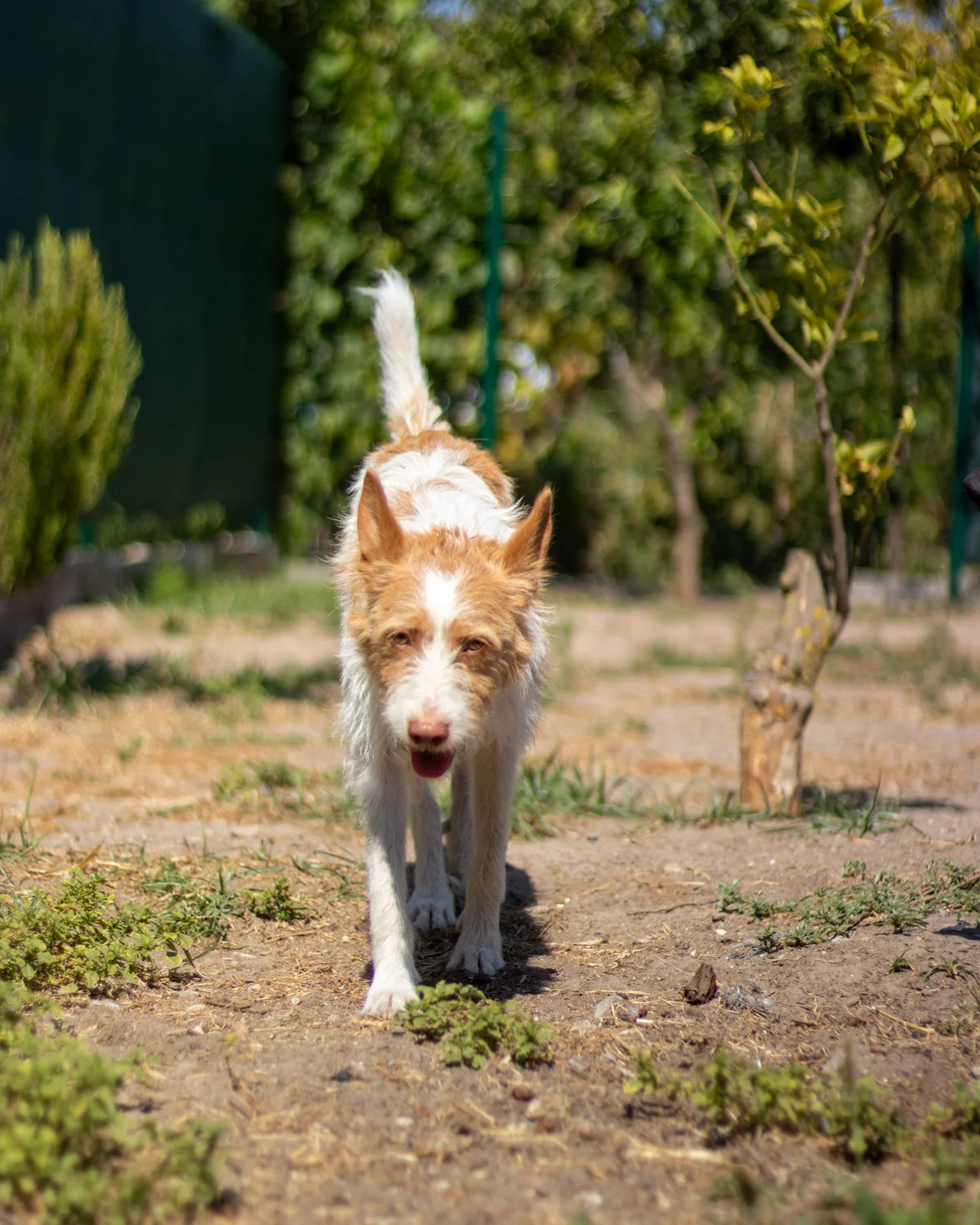 Podengo Português na creche Dogstel