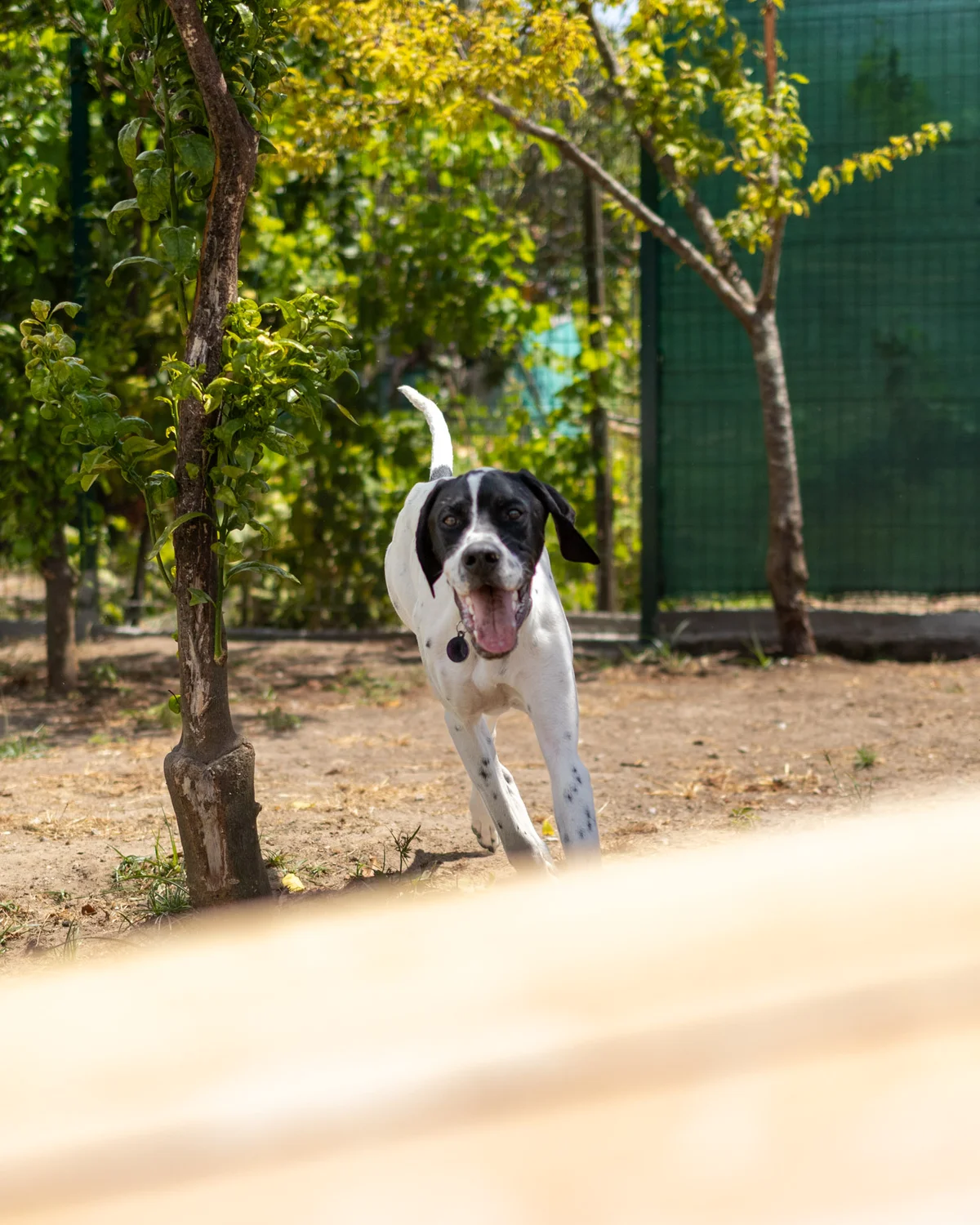 Pointer Inglês na creche Dogstel