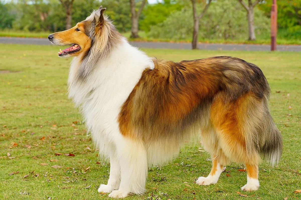 Collie de Pelo Longo (Rough Collie) — exemplar da raça