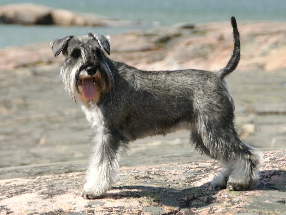 Schnauzer Miniatura de pelagem sal e pimenta, com barba característica