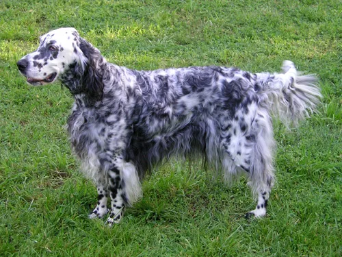 Setter Inglês de pelagem branca com manchas escuras, na relva