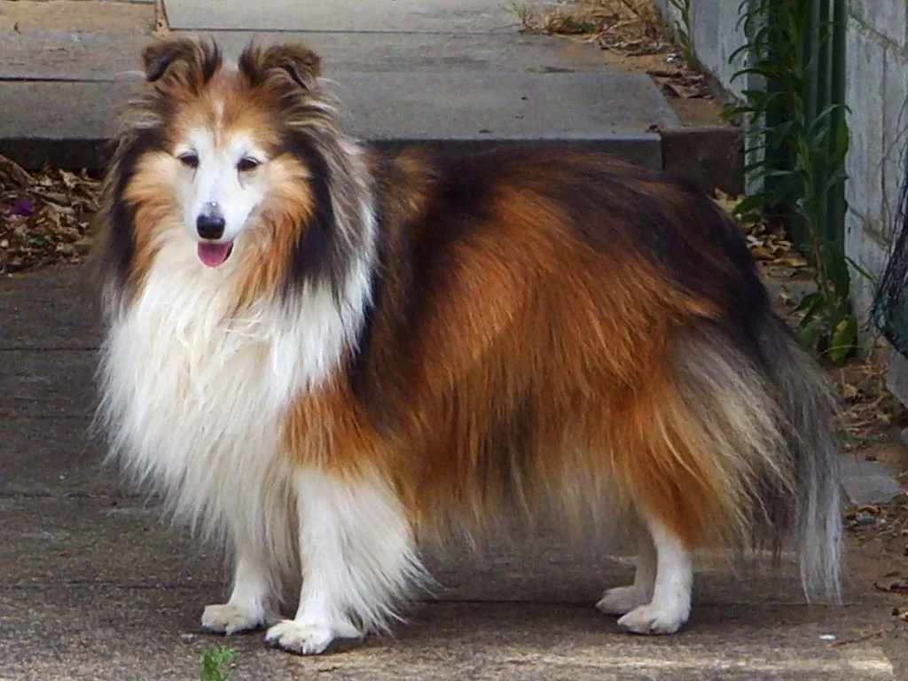 Pastor de Shetland (Sheltie) — exemplar da raça