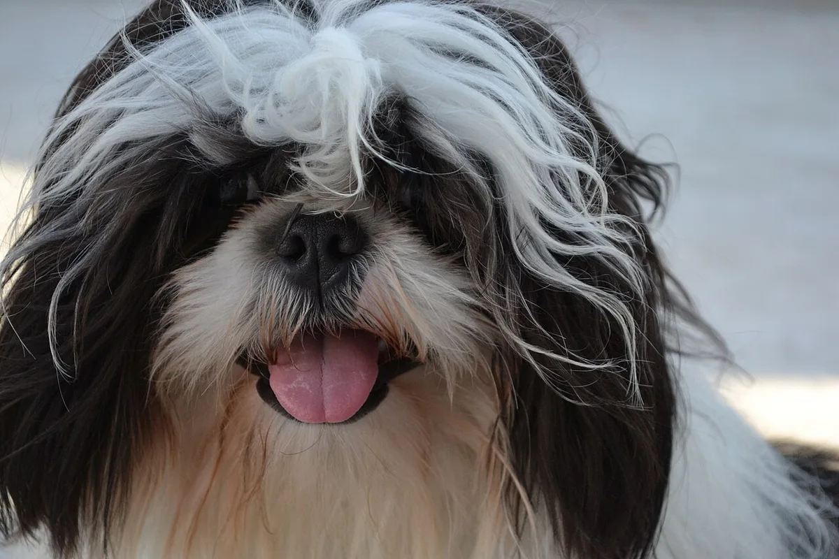 Shih Tzu de pelagem preta e branca, num retrato de frente
