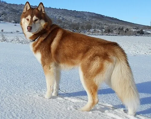 Husky Siberiano de pelagem avermelhada e branca, em pé na neve
