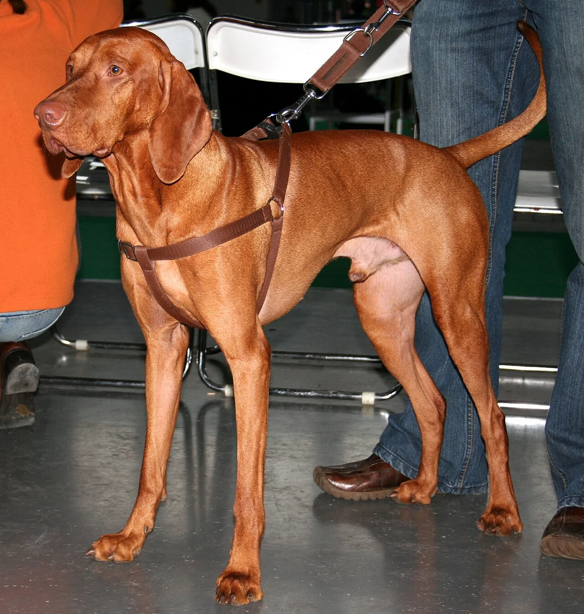 Vizsla (Braco Húngaro) — exemplar da raça