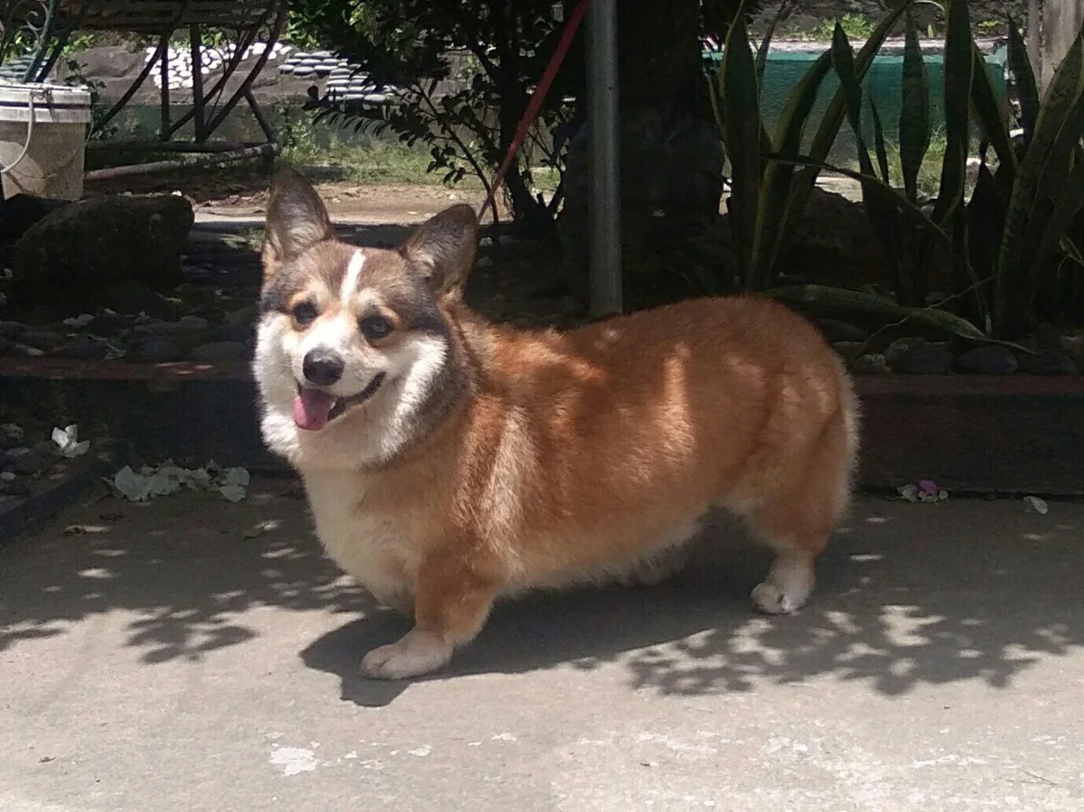 Corgi Pembroke de pelagem fulva e branca e patas curtas
