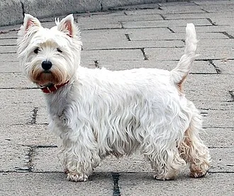West Highland White Terrier (Westie) de pelagem branca, em pé num passeio