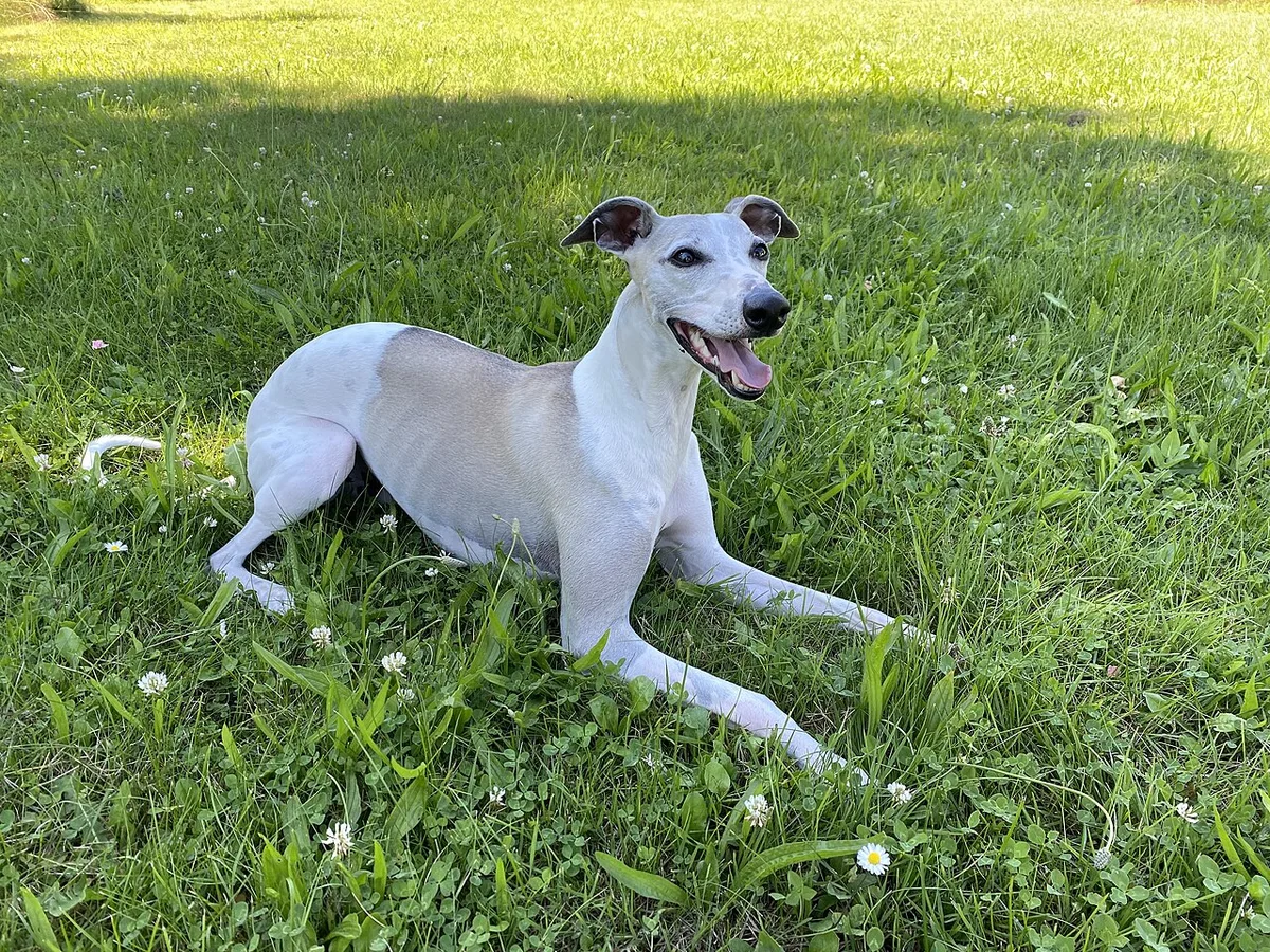 Whippet branco e cinzento, deitado na relva sem trela