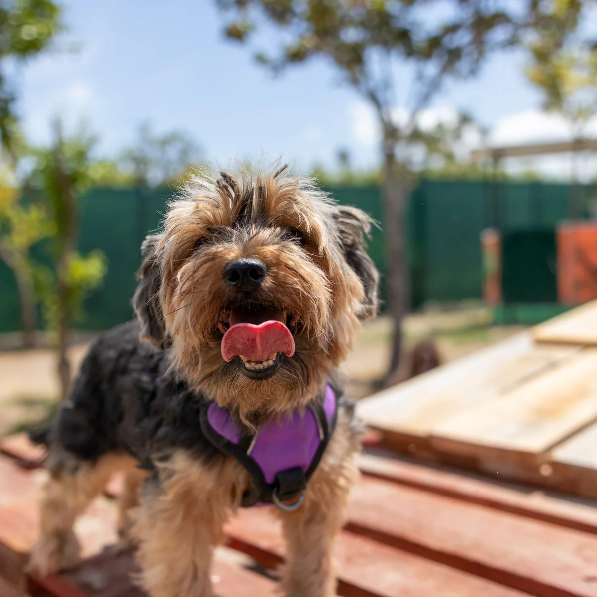 Yorkshire Terrier na creche Dogstel