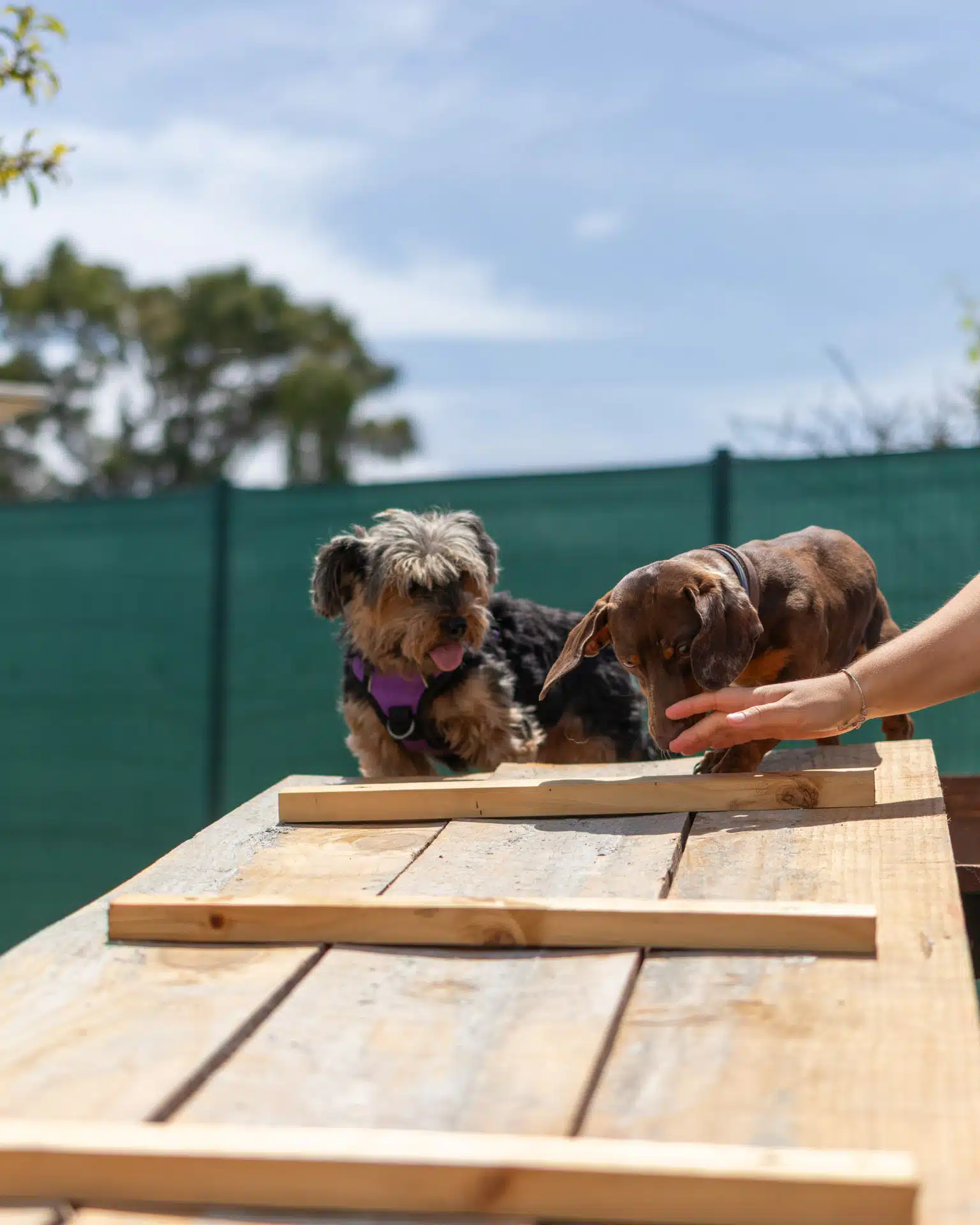 teckel e yorkshire em creche canina