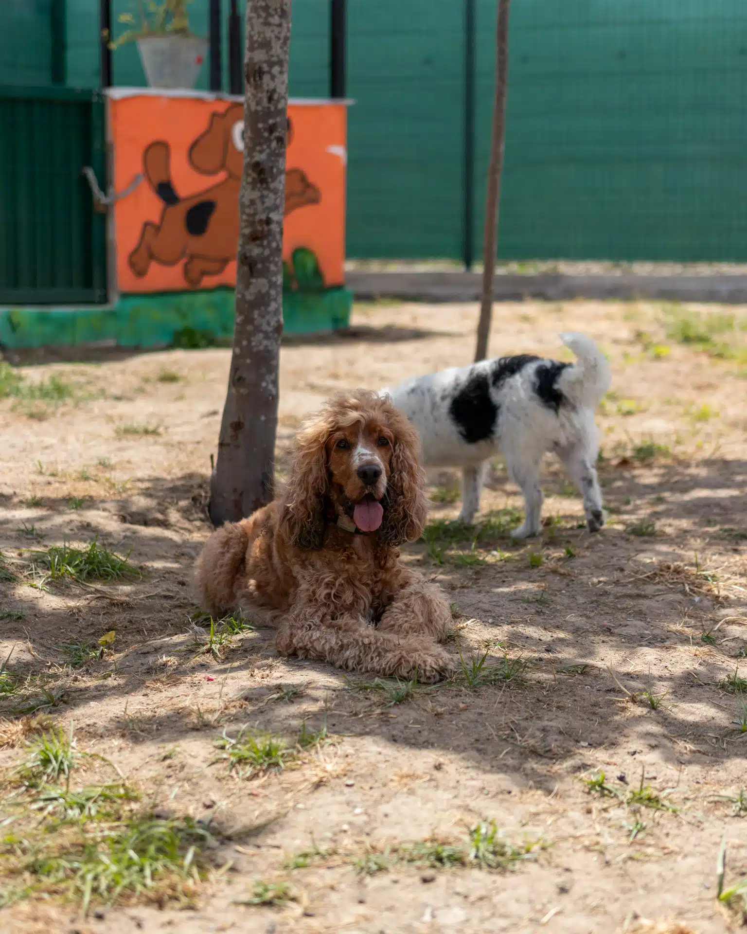 cocker spaniel em creche para cães