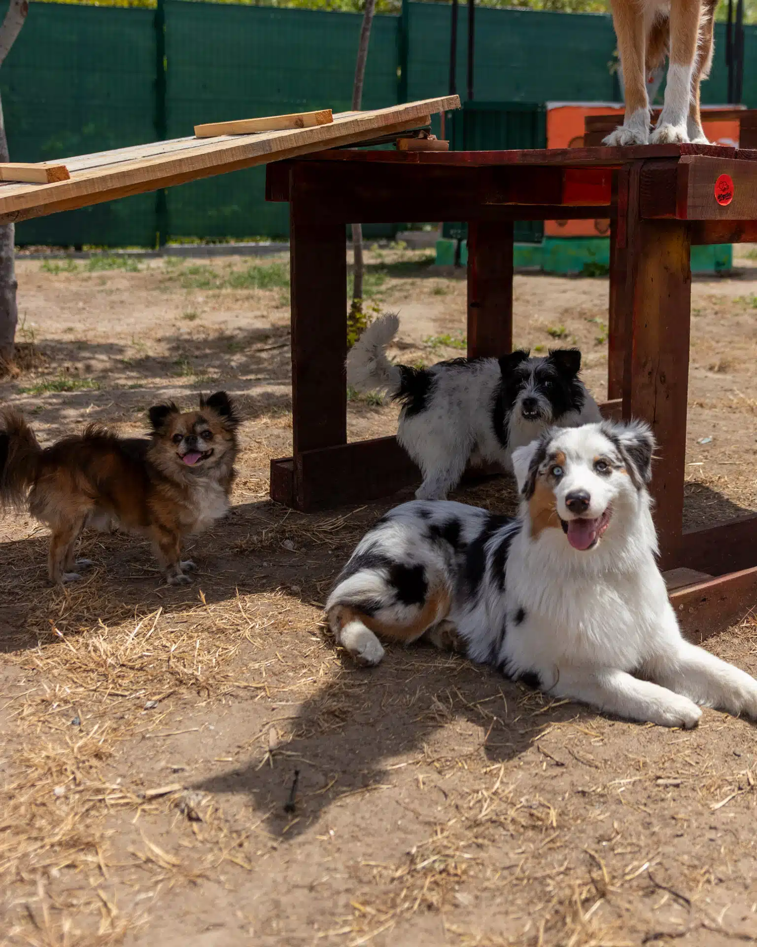 chihuahua e os amigos na creche de cães